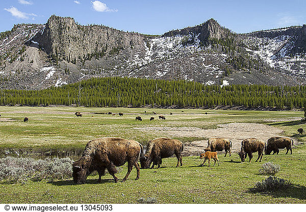 American Bisons grazing by mountains at Yellowstone National Park