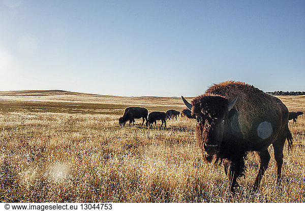 American bisons grazing on field against clear sky