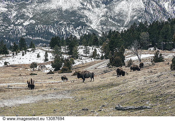 American bisons grazing on field against snowcapped mountain
