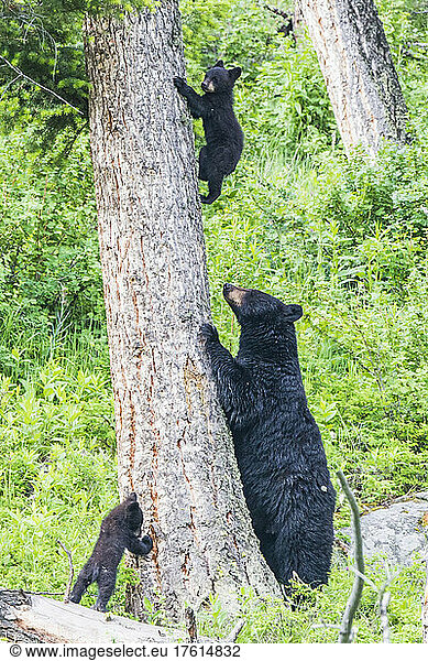 American black bear (Ursus americanus) sow teaching her two cubs to climb a Douglas fir tree (Pseudotsuga menziesii) in Yellowstone National Park. The American black bear is one of eight species of bear in the world and one of three on the North American continent; Wyoming  United States of America