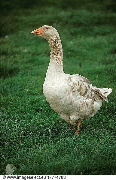 American Buff Goose  American Buff Geese  American Buff Goose  Purebred  Pets  Farm Animals  Poultry  Geese  Goose Birds  Animals  Birds  Domestic Geese  Domestic Goose  American Buff adult st