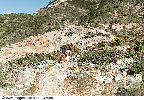 American bulldog in mountains in malaga  Spain on sunny day