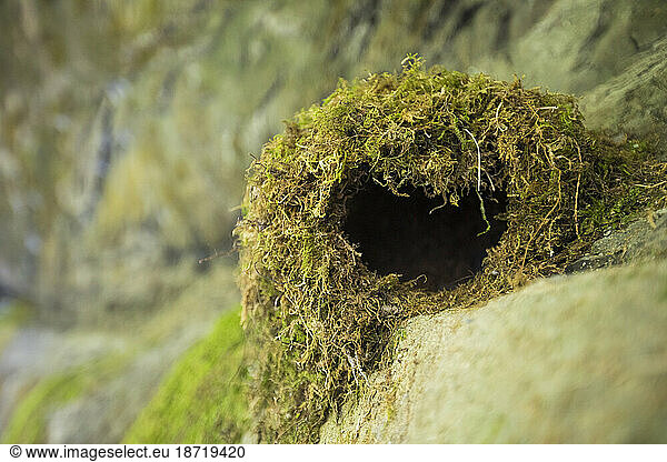 American dipper (Cinclus mexicanus) nest