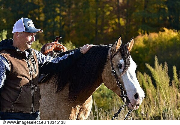 American Quarter Horse Hengst in Ausbildung im Westernreiten  Kontakt und Beziehung durch Berührung und Lob zwischen Pferd und Trainer  Rheinland-Pfalz  Deutschland  Europa