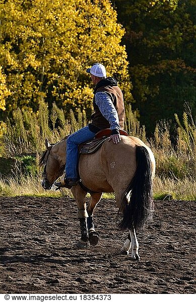 American Quarter Horse Hengst in Ausbildung im Westernreiten  Kontakt und Beziehung durch Berührung und Lob zwischen Pferd und Trainer  Rheinland-Pfalz  Deutschland  Europa