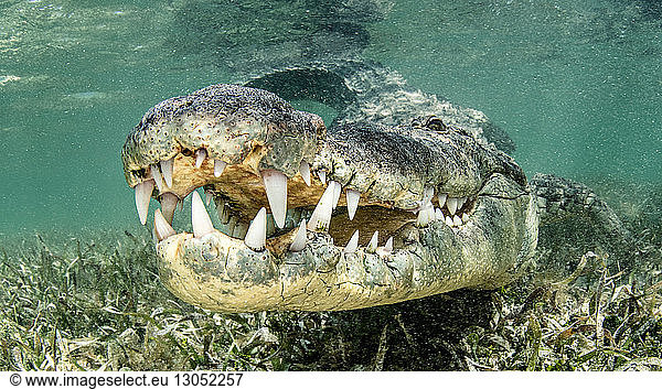 American saltwater crocodile  Xcalak  Quintana Roo  Mexico