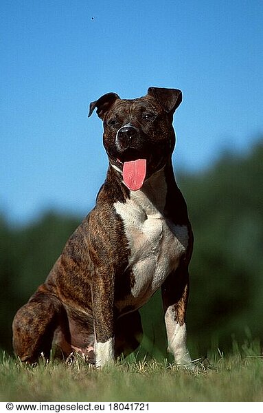 American Staffordshire-Terrier (animals) (außen) (outdoor) (Wiese) (meadow) (aufmerksam) (alert) (hecheln) (panting) (sitzen) (sitting) (adult) (Säugetiere) (mammals) (Haustier) (Heimtier) (pet) (Haushund) (domestic dog) (gestromt) (brindle)