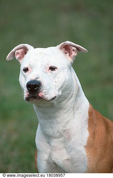 American Staffordshire Terrier  Pitbull (animals) (Säugetiere) (mammals) (Haushund) (domestic dog) (Haustier) (Heimtier) (pet) (außen) (outdoor) (Porträt) (portrait) (aufmerksam) (alert) (adult) (vertica)l