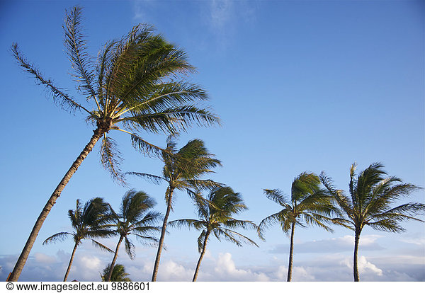 Amerika Baum über Insel Verbindung Hawaii hawaiianisch Kauai Teich Speisesalz Salz Sonne