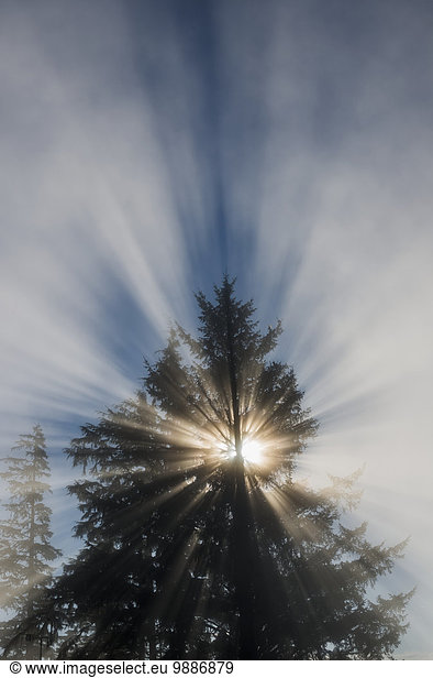 Amerika Baum Produktion Nebel Sonnenlicht Verbindung Sonnenstrahl Astoria Oregon
