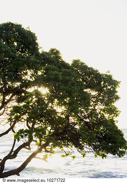 Amerika Baum Verbindung Sonnenstrahl Hawaii Kauai