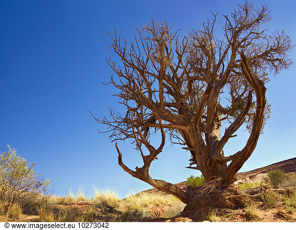Amerika Baum Wüste Kiefer Pinus sylvestris Kiefern Föhren Pinie Verbindung Tanne Utah