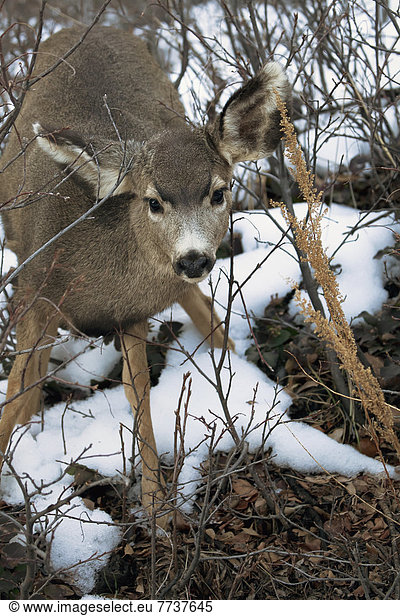 Amerika Maultier Verbindung Colorado Hirsch Denver Schnee