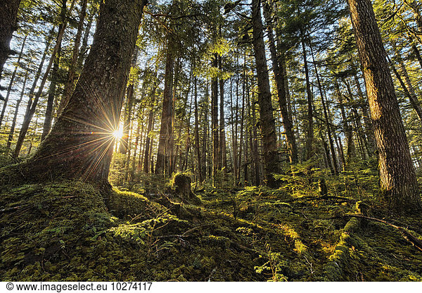 Amerika Sonnenlicht Verbindung Strömung Ländliches Motiv ländliche Motive British Columbia Haida Regenwald