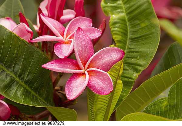 Amerika Verbindung Hawaii Maui