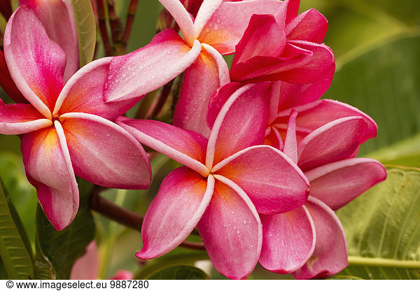 Amerika Verbindung Hawaii Maui