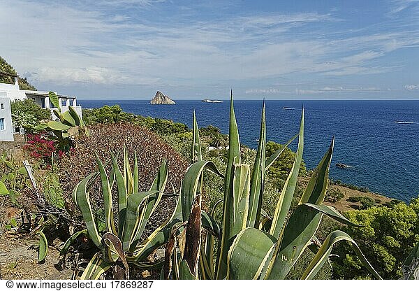 Amerikanische Agave (Variegata) mit Blick auf die kleinen Insel Le Guglie eines ehemaligen Vulkans  Dattilo  Panarea  Äolischen Inseln  Kalabrien  Sizilien  Italien  Europa