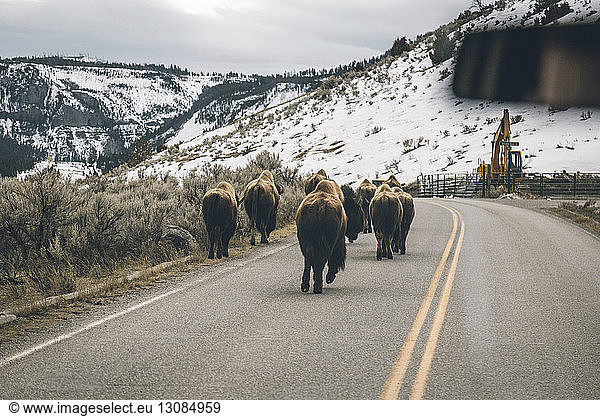 Amerikanische Bisons laufen auf der Straße durch die Windschutzscheibe eines Autos gesehen