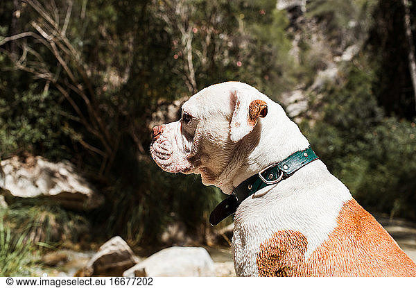 Amerikanische Bulldogge sitzend am Fluss  Profilaufnahme