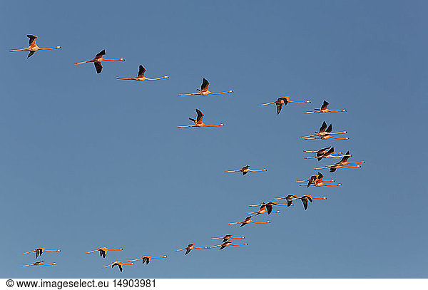 Amerikanische Flamingos (Phoenicopterus ruber) fliegen in einer V-Formation  Biosphärenreservat Celestun; Celestun  Yucatan  Mexiko