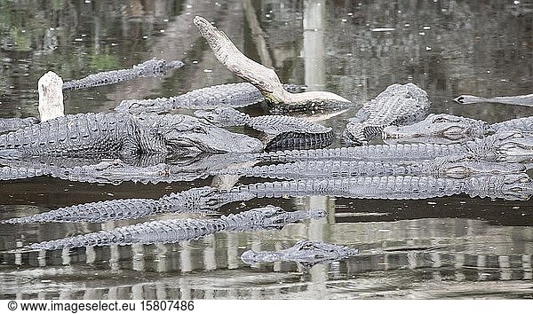 Amerikanische Krokodile (Crocodylus acutus) liegen im Wasser  in Gefangenschaft  St. Augustine Alligator Farm Zoological Park  St. Augustine  Florida  USA  Nordamerika