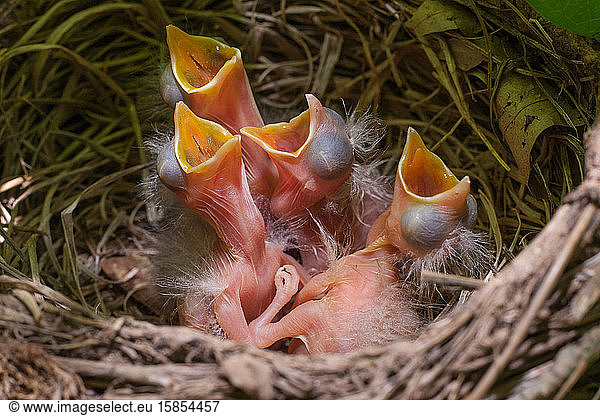 Amerikanische Robins-Nestlinge essbereit