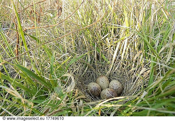 Amerikanische Schnepfe  Amerikanische Schnepfen  Tiere  Vögel  Watvögel  American Woodcock (Scolopax minor) four eggs in nest amongst long graß (U.) S. A