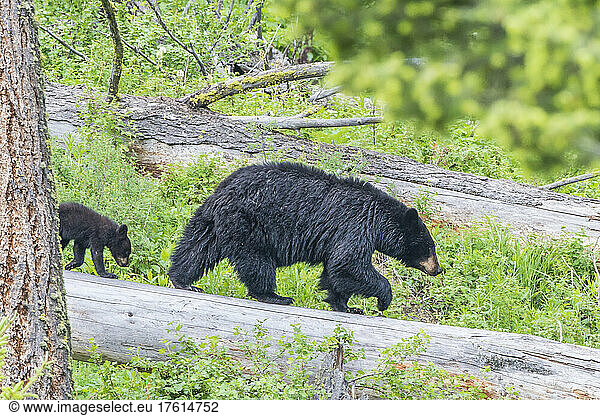 Amerikanische Schwarzbärensau (Ursus americanus)  die ihr Junges über einen umgestürzten Baumstamm im Wald des Yellowstone-Nationalparks führt. Der Amerikanische Schwarzbär ist eine von acht Bärenarten auf der Welt und eine von drei auf dem nordamerikanischen Kontinent; Wyoming  Vereinigte Staaten von Amerika