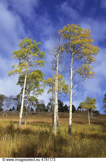 Amerikanische Zitterpappel (Populus tremuloides) ausgewachsen Herbstfarben Grand Teton National Park Wyoming USA Amerika