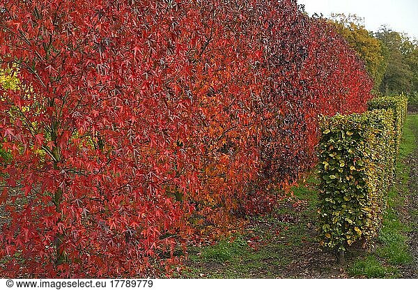 Amerikanischer Amberbaum (Liquidambar styraciflua) und Hecke aus Rotbuche (Fagus sylvatica) in Baumschule