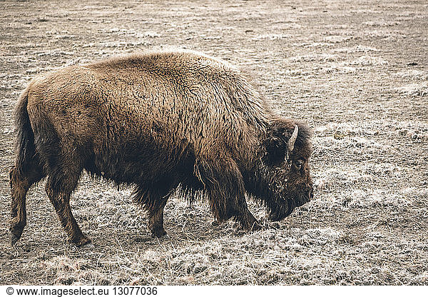 Amerikanischer Bison auf der Weide