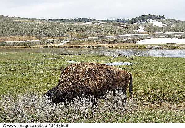 Amerikanischer Bison auf der Weide