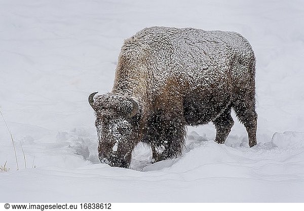 Amerikanischer Bison (Bison bison) bei der Futtersuche im tiefen Schnee während eines Schneesturms  Yellowstone National Park  Wyoming  Vereinigte Staaten.
