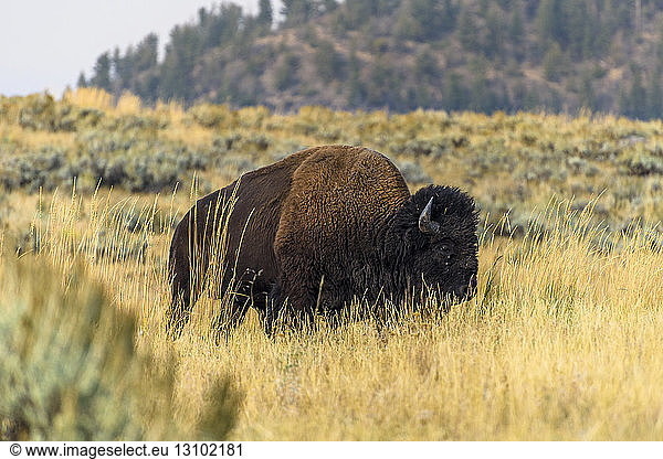 Amerikanischer Bison geht auf Grasfeld