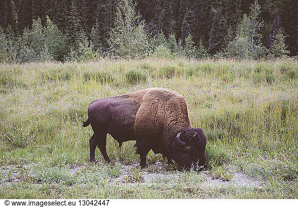 Amerikanischer Bison grast auf Grasfeld