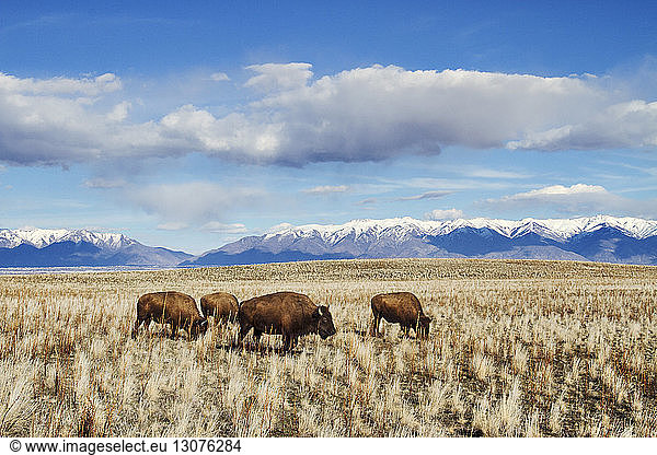 Amerikanischer Bison grast auf Grasfeld