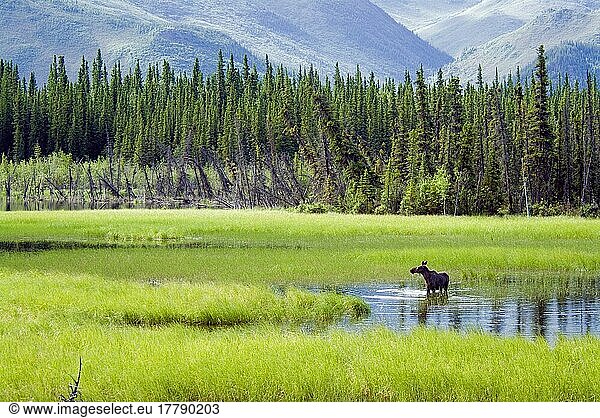 Amerikanischer Elch (Alces alces americana) adultes Weibchen im Lebensraum  frisst im Wasser  Chugach-Gebirge  Alaska (U.) S. A