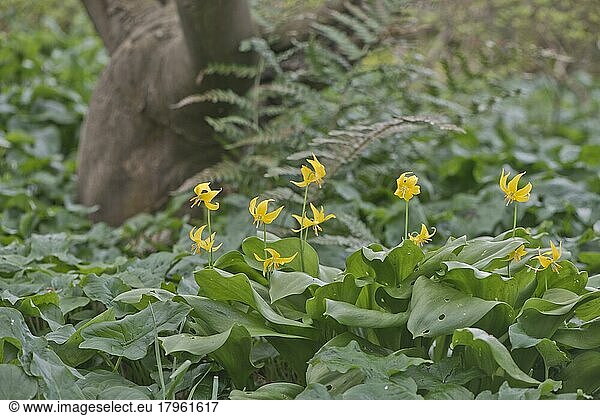 Amerikanischer Hundszahn (Erythronium americanum)  Emsland  Niedersachsen  Deutschland