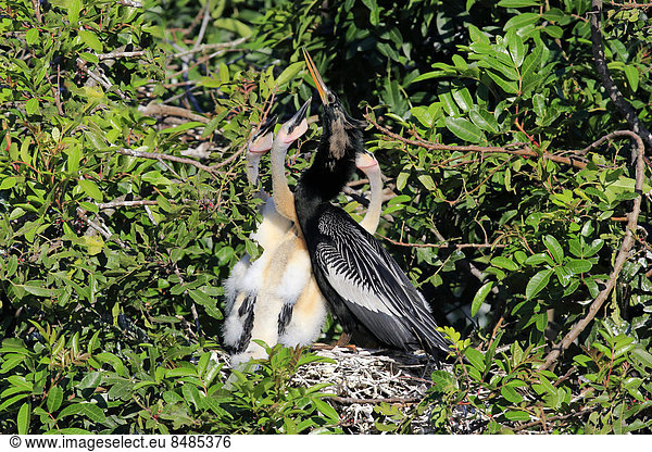 Amerikanischer Schlangenhalsvogel  (Anhinga anhinga)  adult  Jungtier  bettelt  im Nest bei F¸tterung  Kormoran  Wakodahatchee Wetlands  Delray Beach  Florida  USA