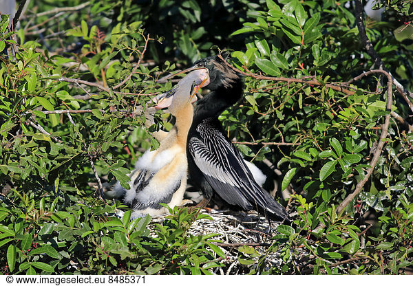Amerikanischer Schlangenhalsvogel  (Anhinga anhinga)  adult  Jungtier  im Nest bei F¸tterung  Wakodahatchee Wetlands  Delray Beach  Florida  USA