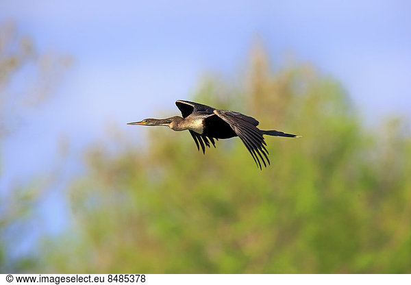 Amerikanischer Schlangenhalsvogel  (Anhinga anhinga)  fliegend  Brutkleid  Wakodahatchee Wetlands  Delray Beach  Florida  USA