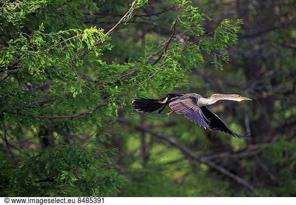 Amerikanischer Schlangenhalsvogel (Anhinga anhinga)  fliegend  Wakodahatchee Wetlands  Delray Beach  Florida  USA