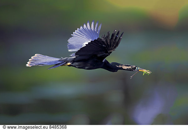 Amerikanischer Schlangenhalsvogel  (Anhinga anhinga)  fliegt mit Nistmaterial  Brutkleid  Wakodahatchee Wetlands  Delray Beach  Florida  USA