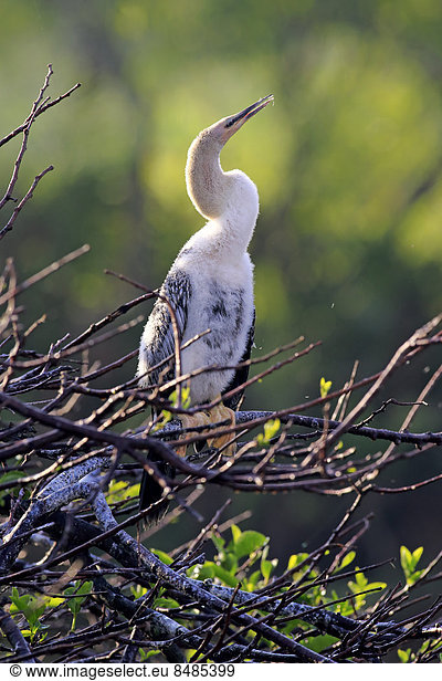 Amerikanischer Schlangenhalsvogel  (Anhinga anhinga)  Jungtier  Baum  Wakodahatchee Wetlands  Delray Beach  Florida  USA