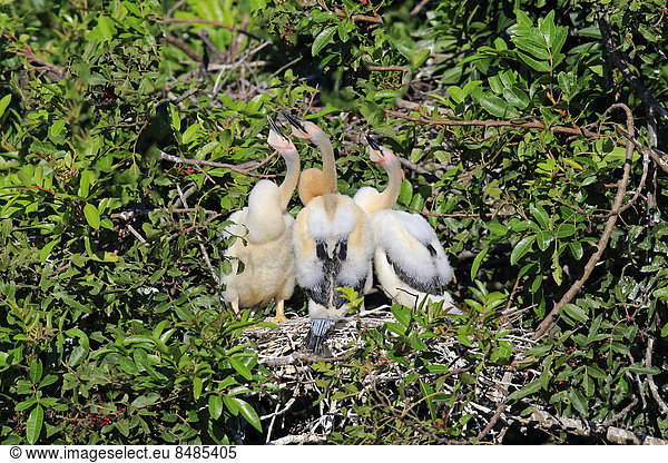 Amerikanischer Schlangenhalsvogel  (Anhinga anhinga)  Jungtiere  Nest im Baum  Wakodahatchee Wetlands  Delray Beach  Florida  USA