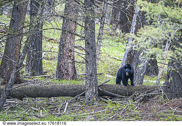Amerikanischer Schwarzbär (Ursus americanus) schaut in die Kamera und balanciert auf einem umgestürzten Baumstamm  während er durch den Wald streift. Der Amerikanische Schwarzbär ist eine von acht Bärenarten auf der Welt und eine von drei auf dem nordamerikanischen Kontinent; Montana  Vereinigte Staaten von Amerika