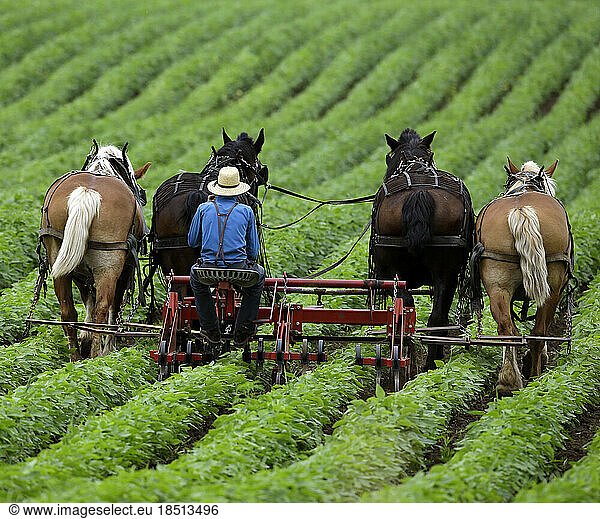 Amish men working crops in Wisconsin.