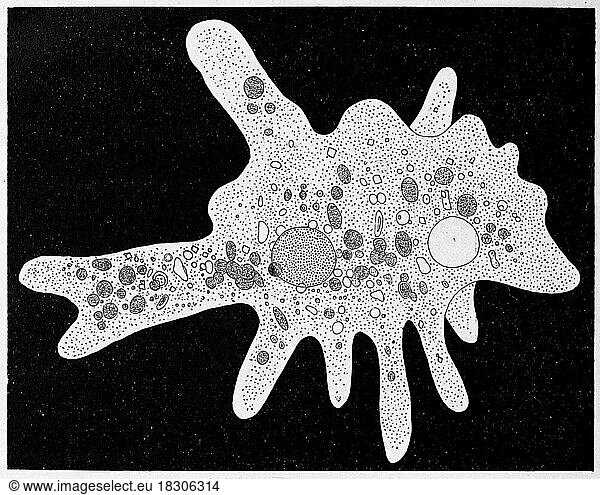 Amoeba proteus Amoeba proteus, a large species of amoeba closely ...