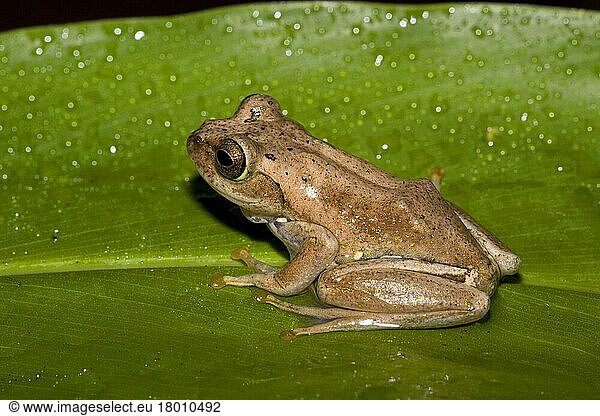 Amphibien  Andere Tiere  Frösche (Mantellidae)  Tiere  Treefrog at Andasibe  Madagascar