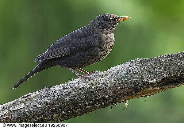 Amsel (Turdus merula) Weibchen sitzt auf einem Ast (Schwarzdrossel)  Common Blackbird adult female sitting on a branch (Ouzel)